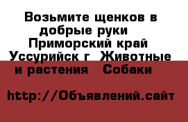 Возьмите щенков в добрые руки. - Приморский край, Уссурийск г. Животные и растения » Собаки   